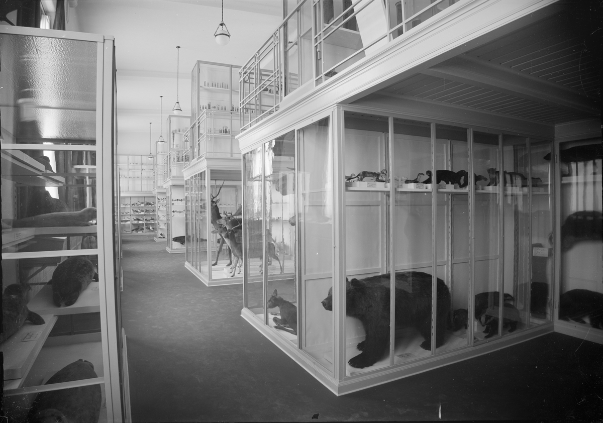 Henri Osti's Fotografiateliér, Djurmontrar, Zoologiska institutionen, Uppsala 1917