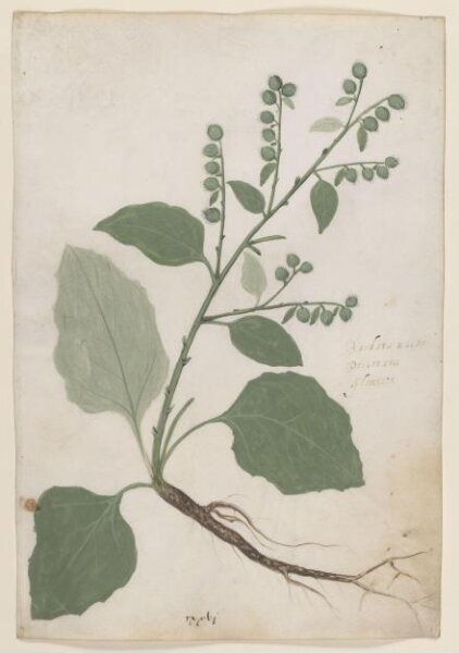 Unknown, drawing