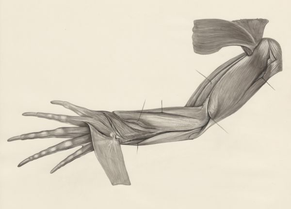 H.G Wetselaar, Muscular tissue of a lizards upper extremities