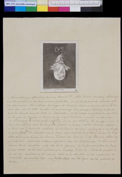 M Houtman, Embryo