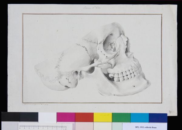 M Houtman, Skull, lateral view
