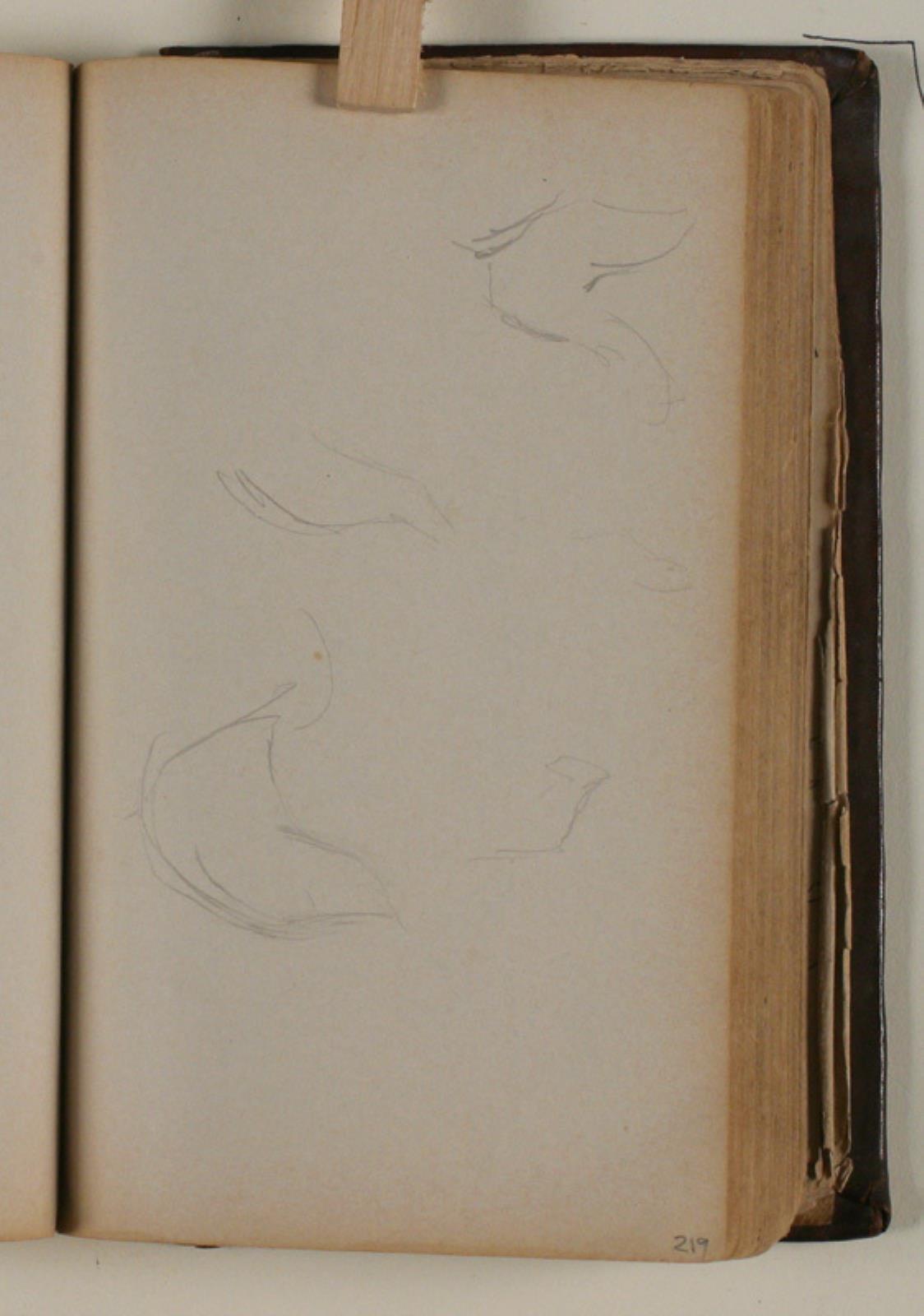 Niels Larsen Stevns, Studier af fugle