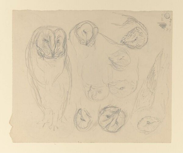 Potter, Beatrix, drawing