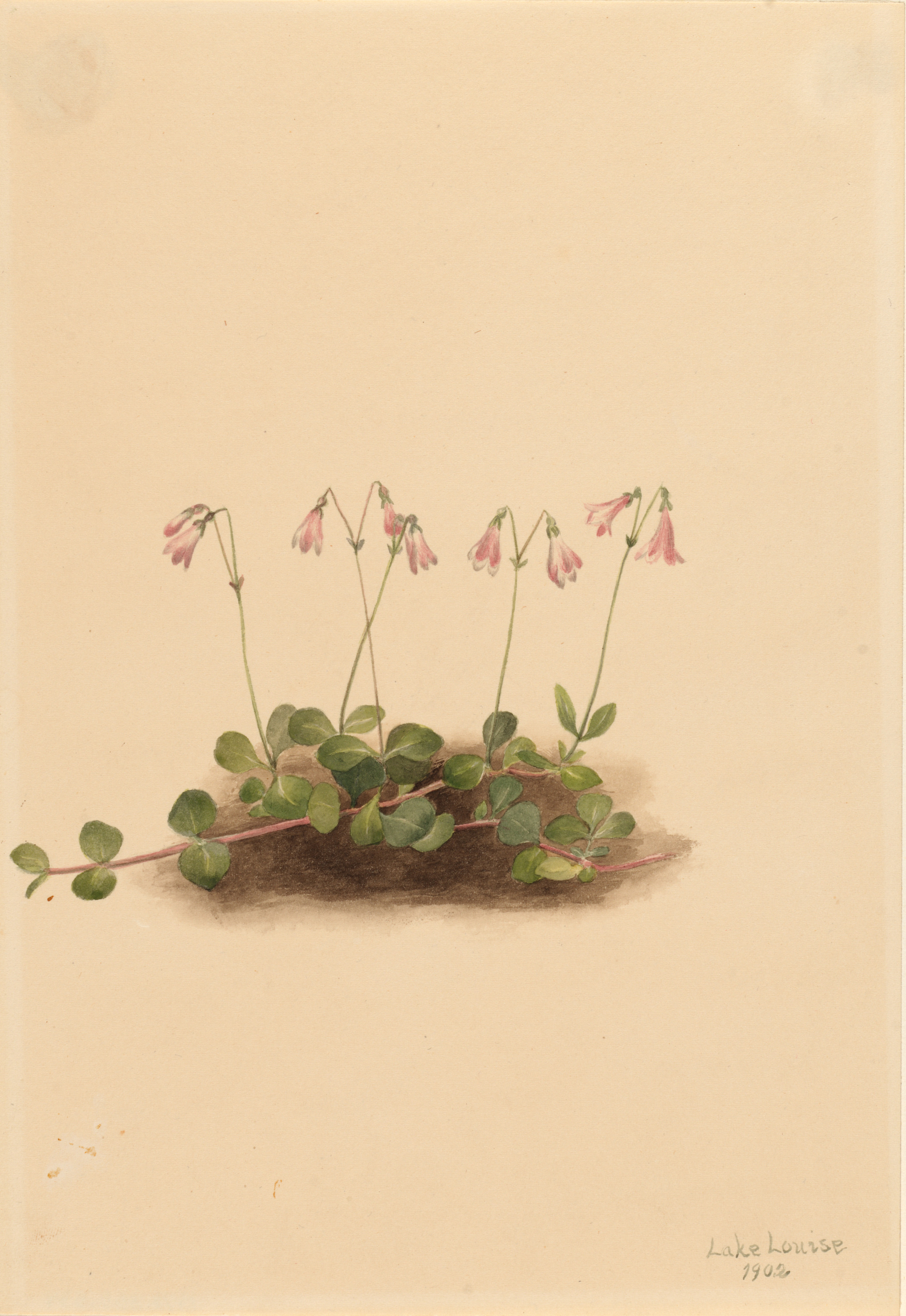 Mary Vaux Walcott, American Twinflower (Linnaea borealis americana)