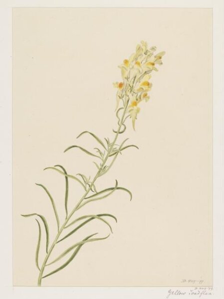 Unknown, Drawing