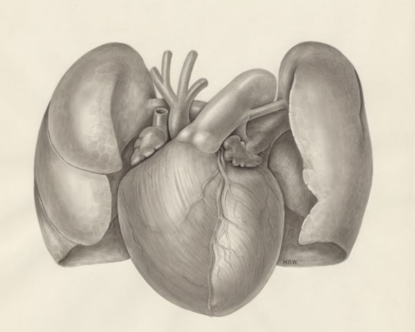 H.G Wetselaar, Heart