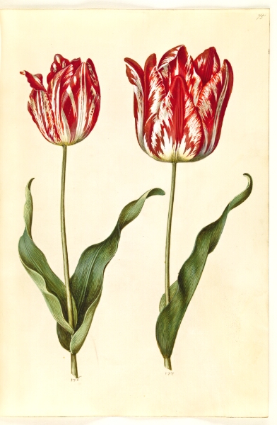Hans Simon Holtzbecker, Tulipa gesneriana (have-tulipan)
