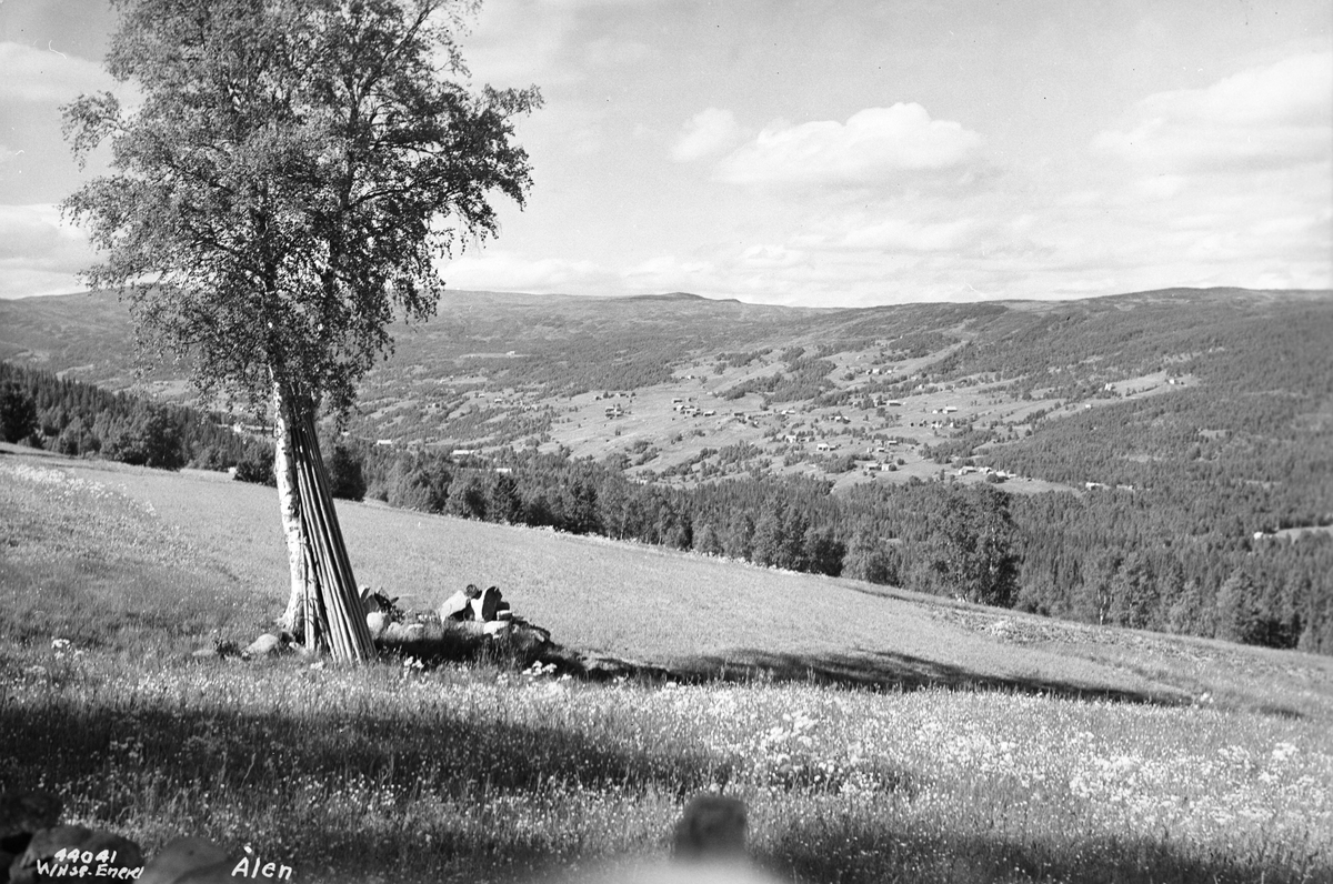 Anders Beer Wilse, Prot: Ålen utsigt