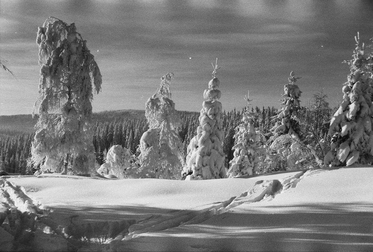 Anders Beer Wilse, Prot: Vinter Nordmarka