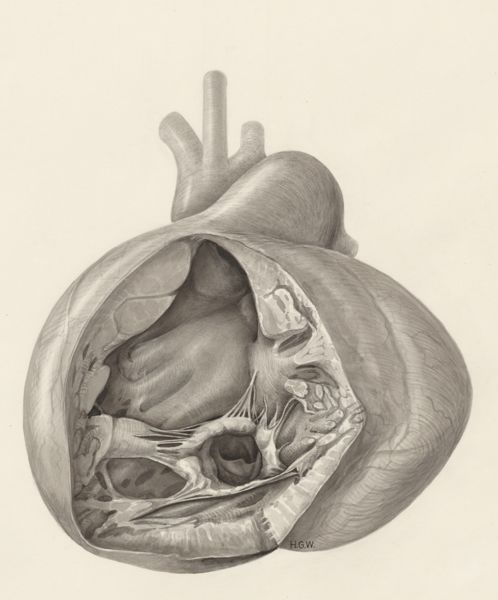 H.G Wetselaar, Heart