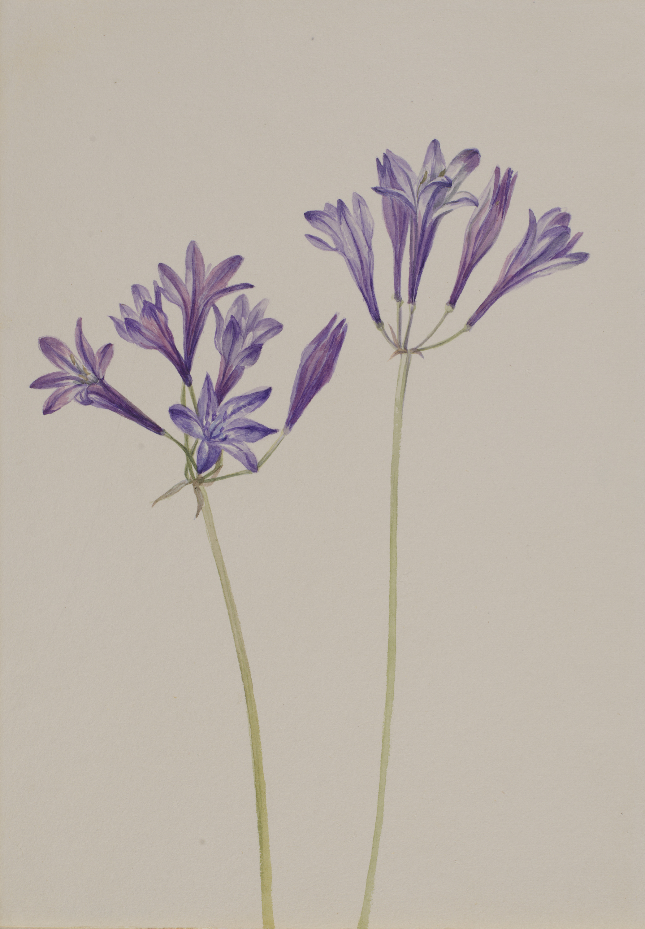 Mary Vaux Walcott, Grass Nut (Brodiaea laxa)