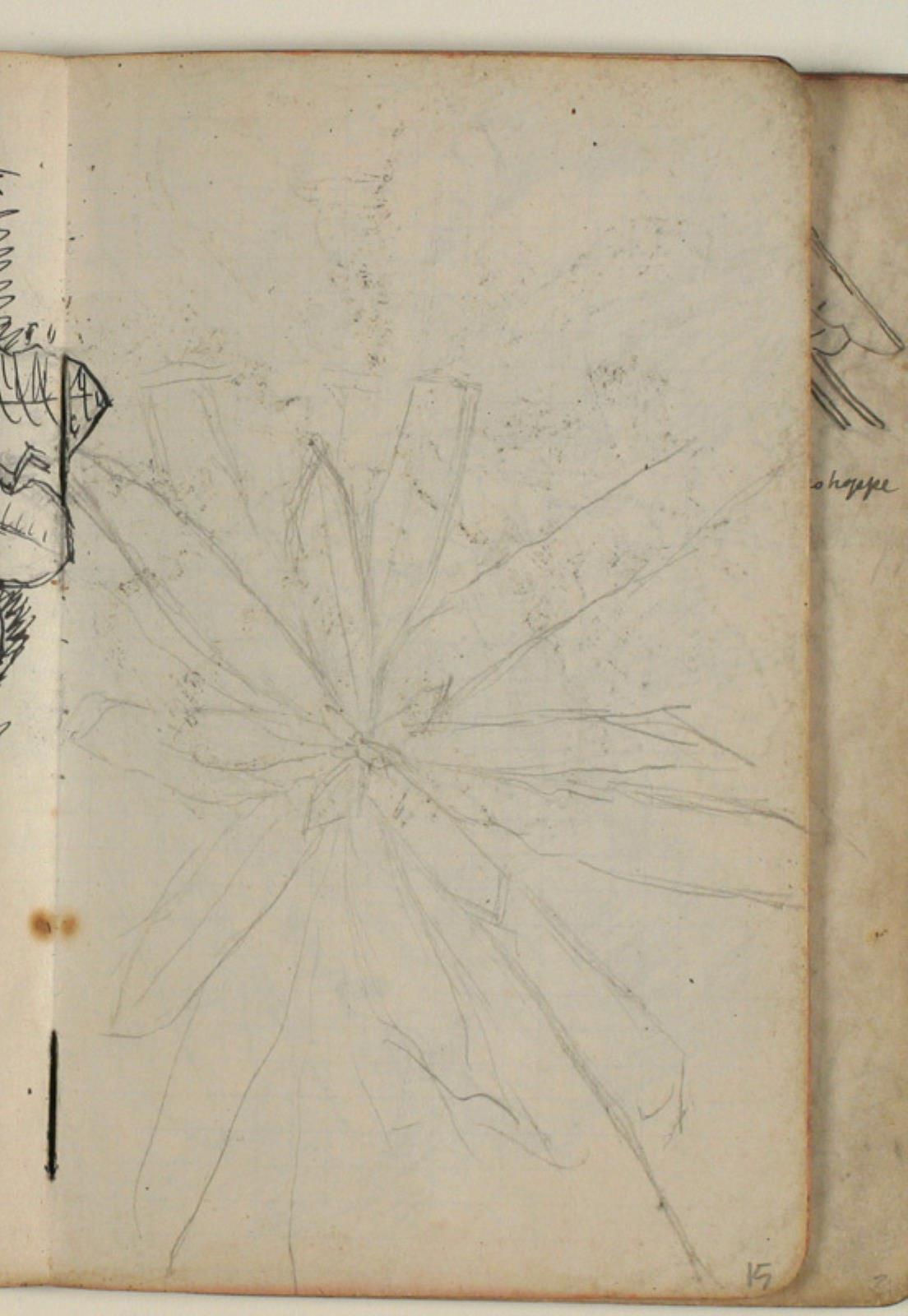 Niels Larsen Stevns, Plantestudie