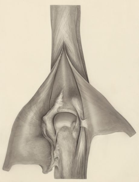 H.G Wetselaar, Muscular tissue of a mammal's finger