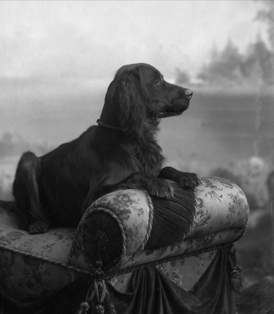 Gustav Borgen, Portrett, liggende hund. Grosserer Johannesens hund.
