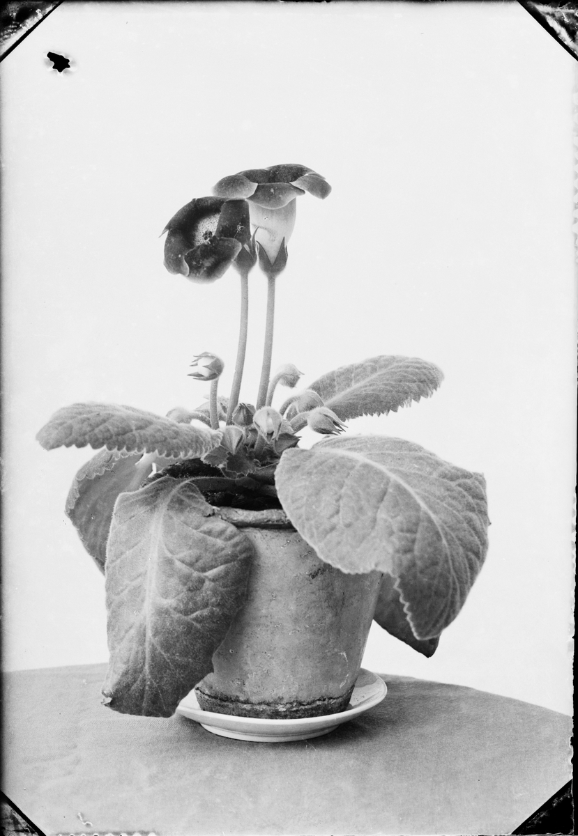 Skötsner-Edhlund, "En blomma från professor Widmark", Östhammar, Uppland 1927