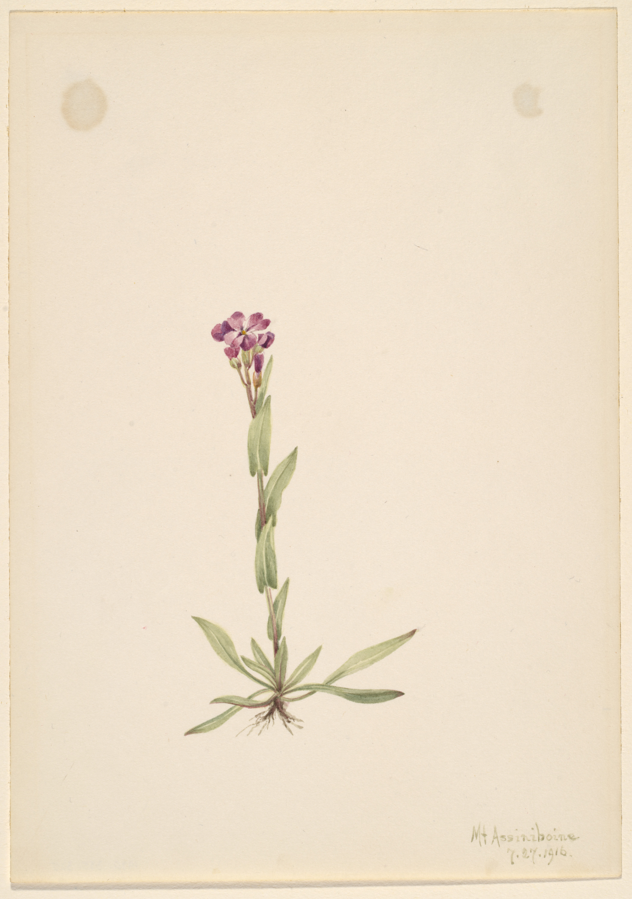 Mary Vaux Walcott, Arabis lyallii