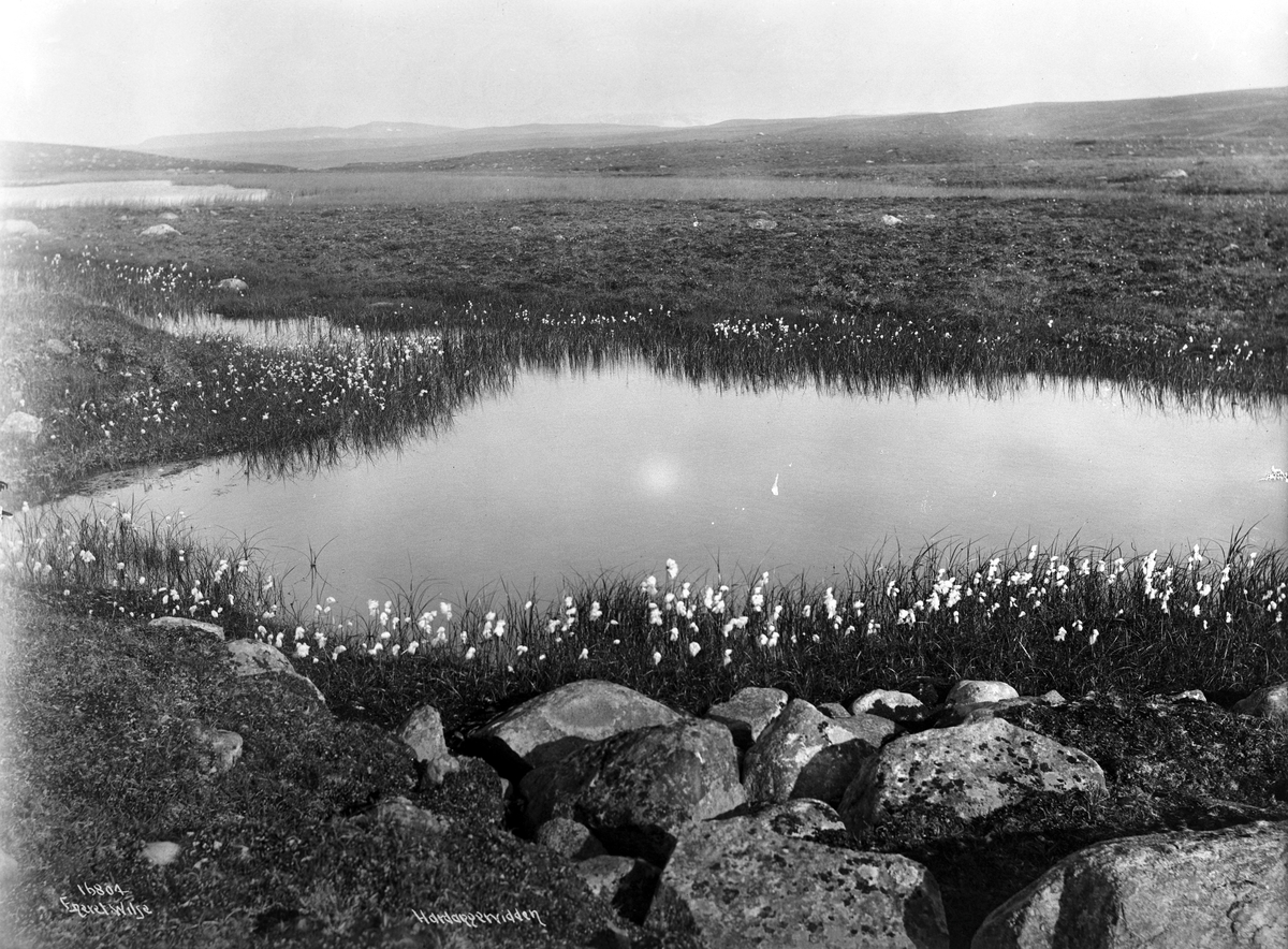 Anders Beer Wilse, Prot: Hardangervidda Myr