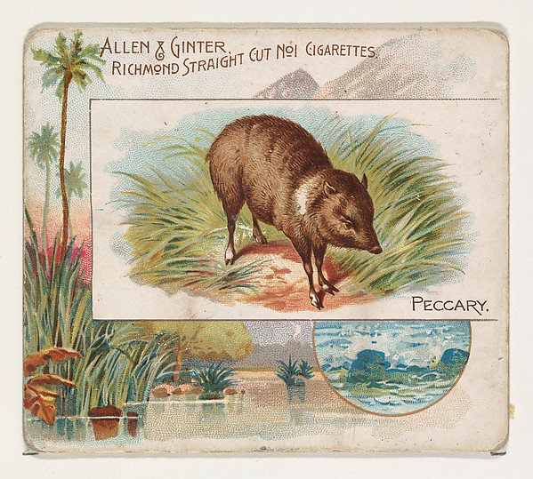 Allen & Ginter, Peccary, from Quadrupeds series (N41) for Allen & Ginter Cigarettes