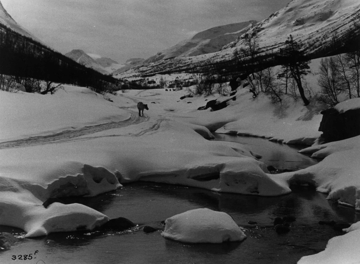 Anders Beer Wilse, Landskap, sno, Jotunheimen, reinsdyr, Visdalen.