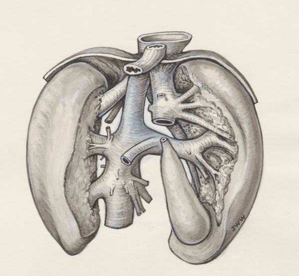 J Wetselaar-Whittaker, Respiratory system of a fetus