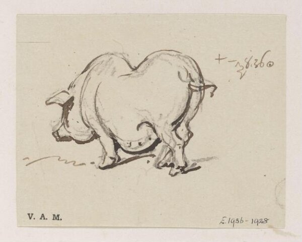 George Chinnery, A pig
