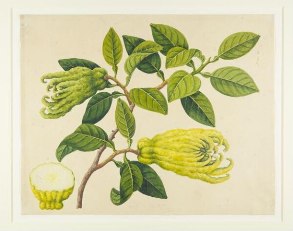 Unknown, Fingered Citrons