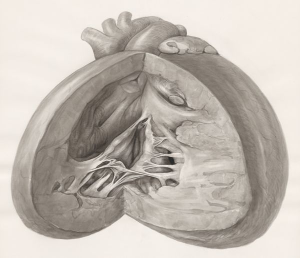 H.G Wetselaar, Heart