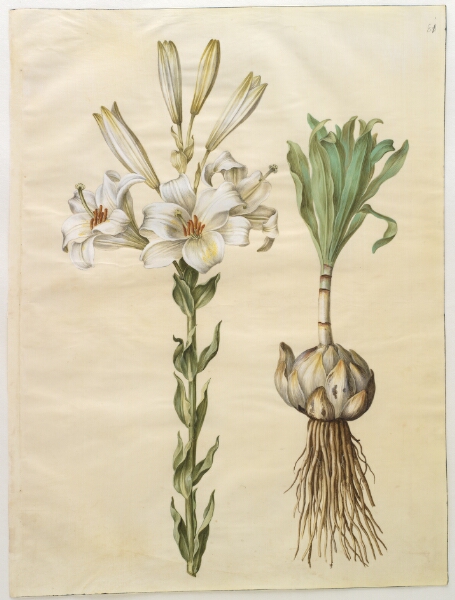 Hans Simon Holtzbecker, Lilium candidum (madonna-lilje)