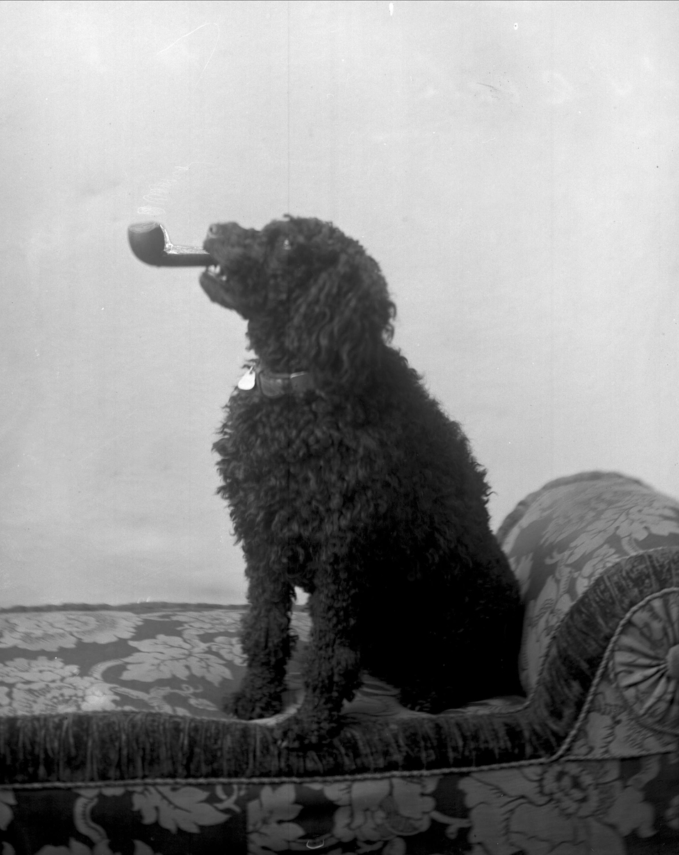 Gustav Borgen, Portrett, hund med pipe i munnen.