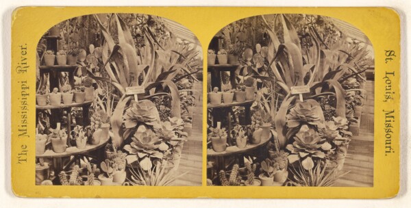 Unknown, Greenhouse, Shaw's Garden.