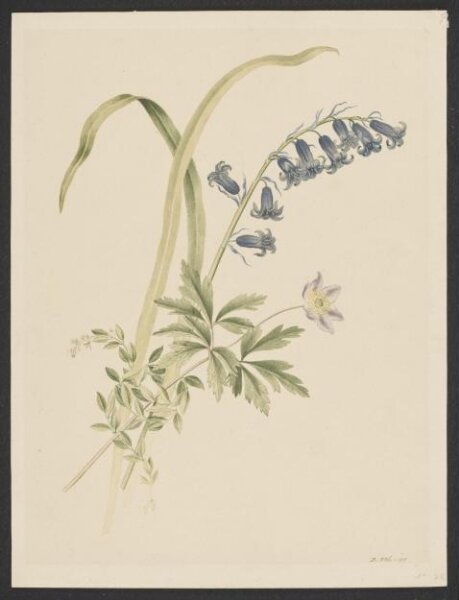 Unknown, Drawing