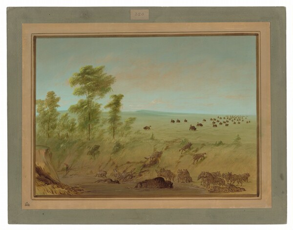 George Catlin, Mired Buffalo and Wolves