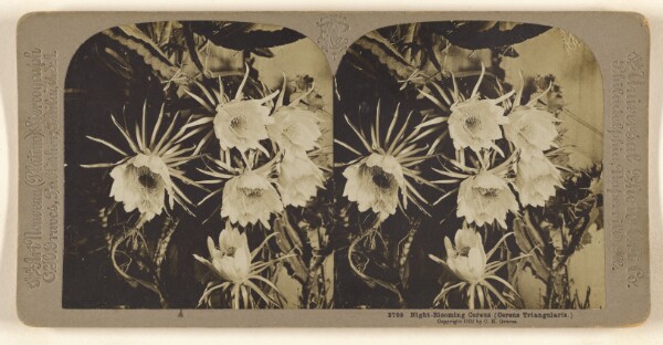 Carleton H. Graves, Night-Blooming Cereus (Cereus Triangularis.)