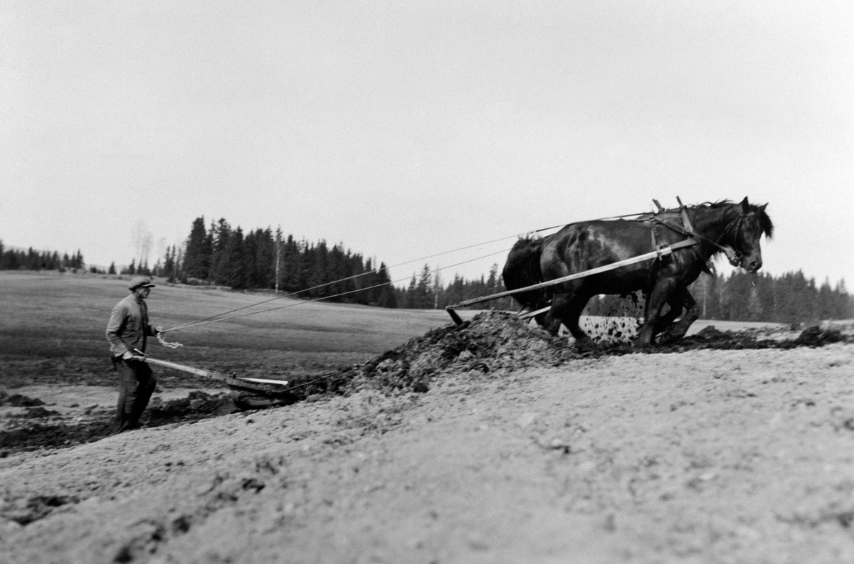 Anno Domkirkeodden, Utkjøring av møkk med tospann hester og moldskuffe på Tjerne, Ringsaker. Johan Aspen er kjørekar. Hestene er "Svarta" og "Lissi". Johan Aspen satte sin ære i å kjøre ut møkkhaugene så de lå snorrett.