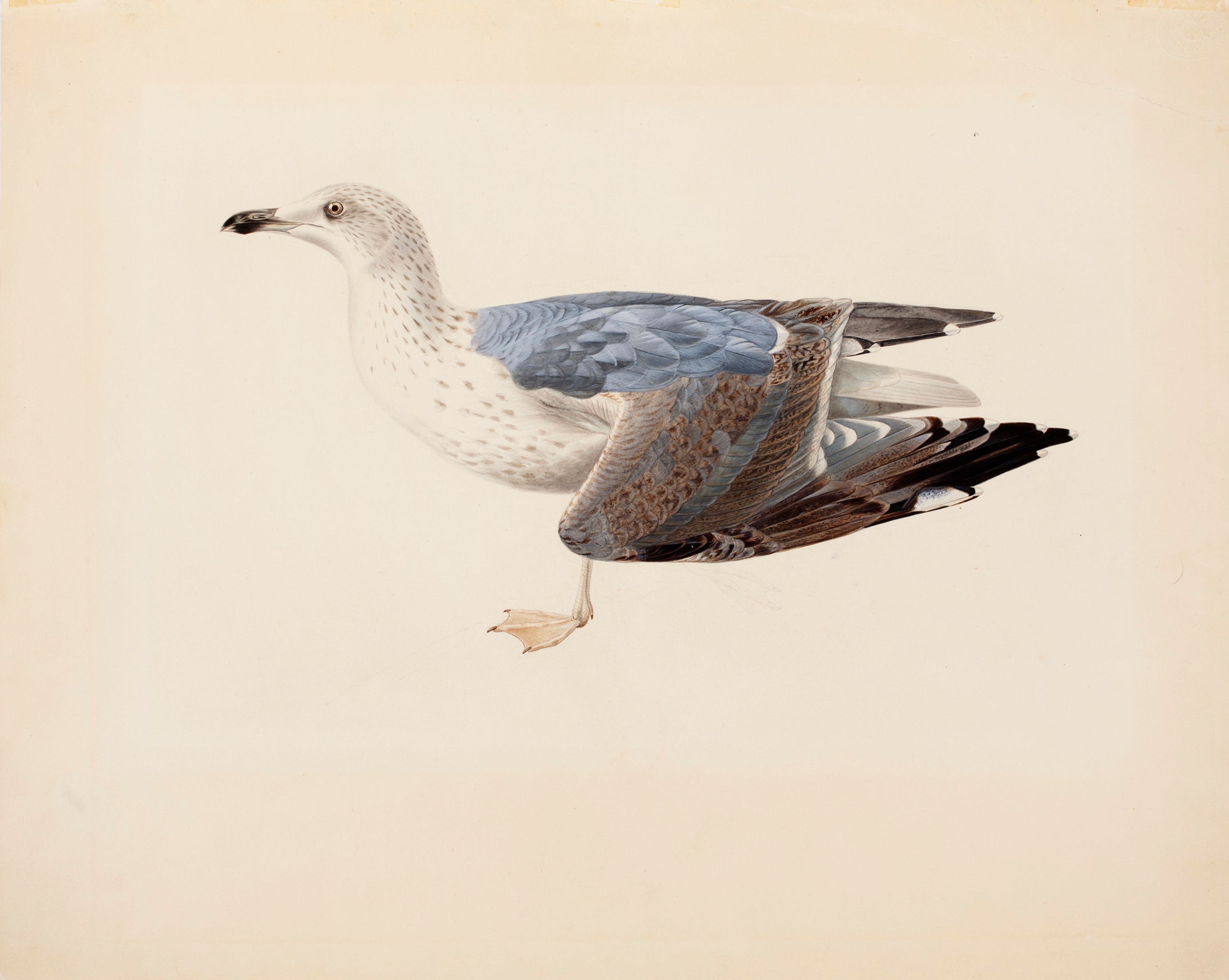Magnus von Wright, European Herring Gull