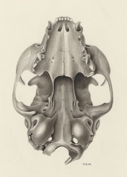 H.G Wetselaar, Skull of a feline seen from below