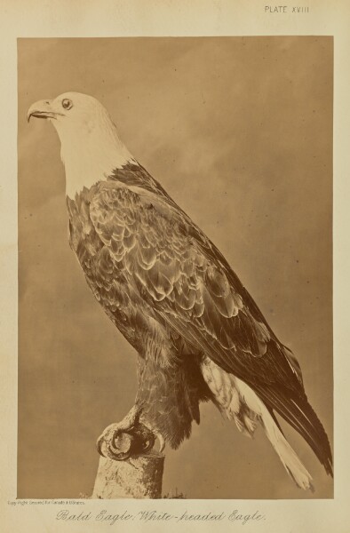William Notman, Bald Eagle; White-headed Eagle