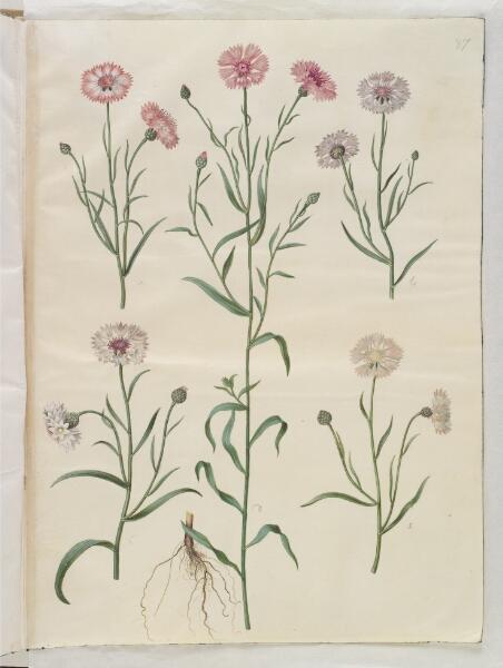 Hans Simon Holtzbecker, Centaurea cyanus (kornblomst)