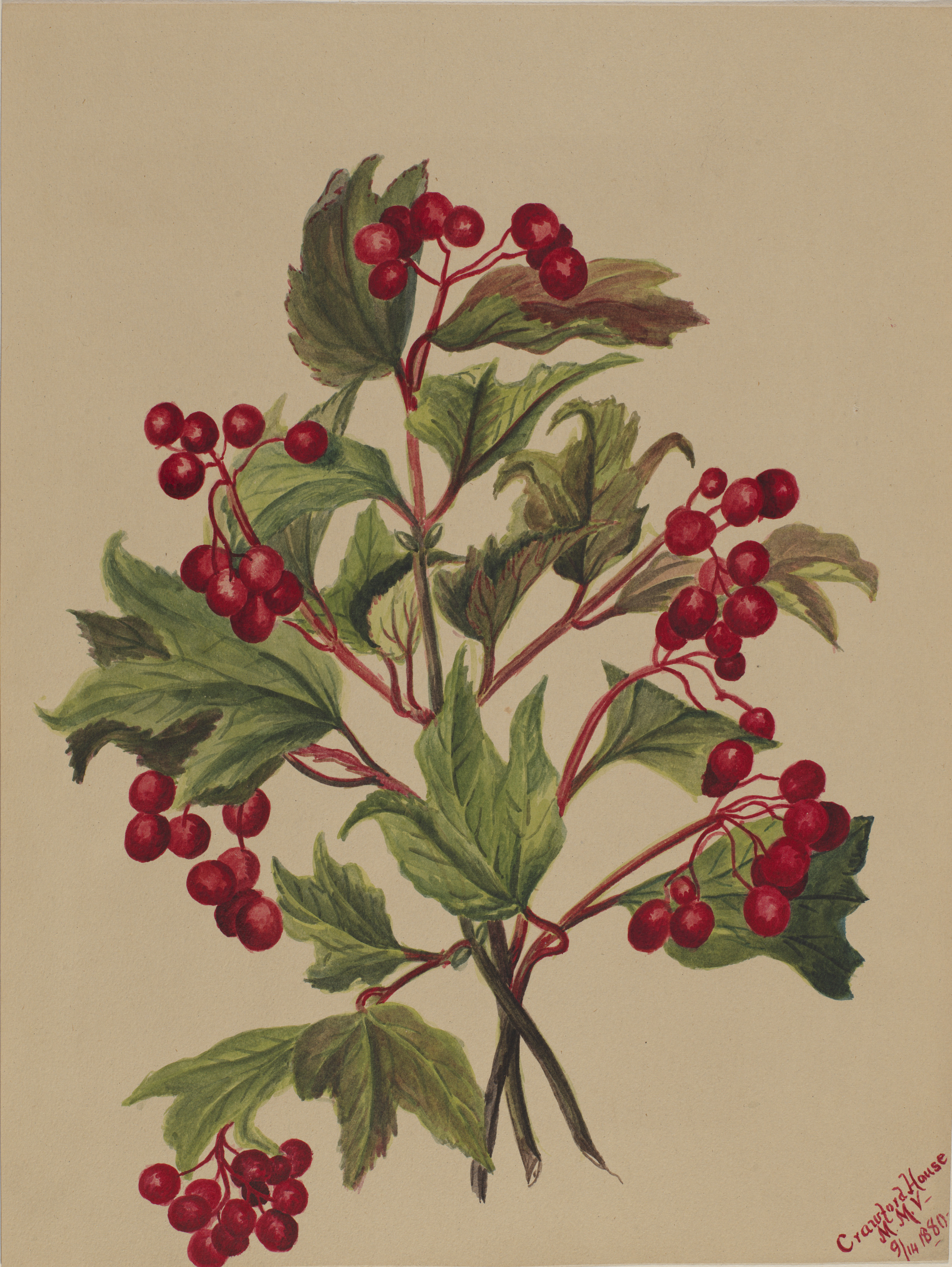 Mary Vaux Walcott, Grouseberry (Viburnum americanum)
