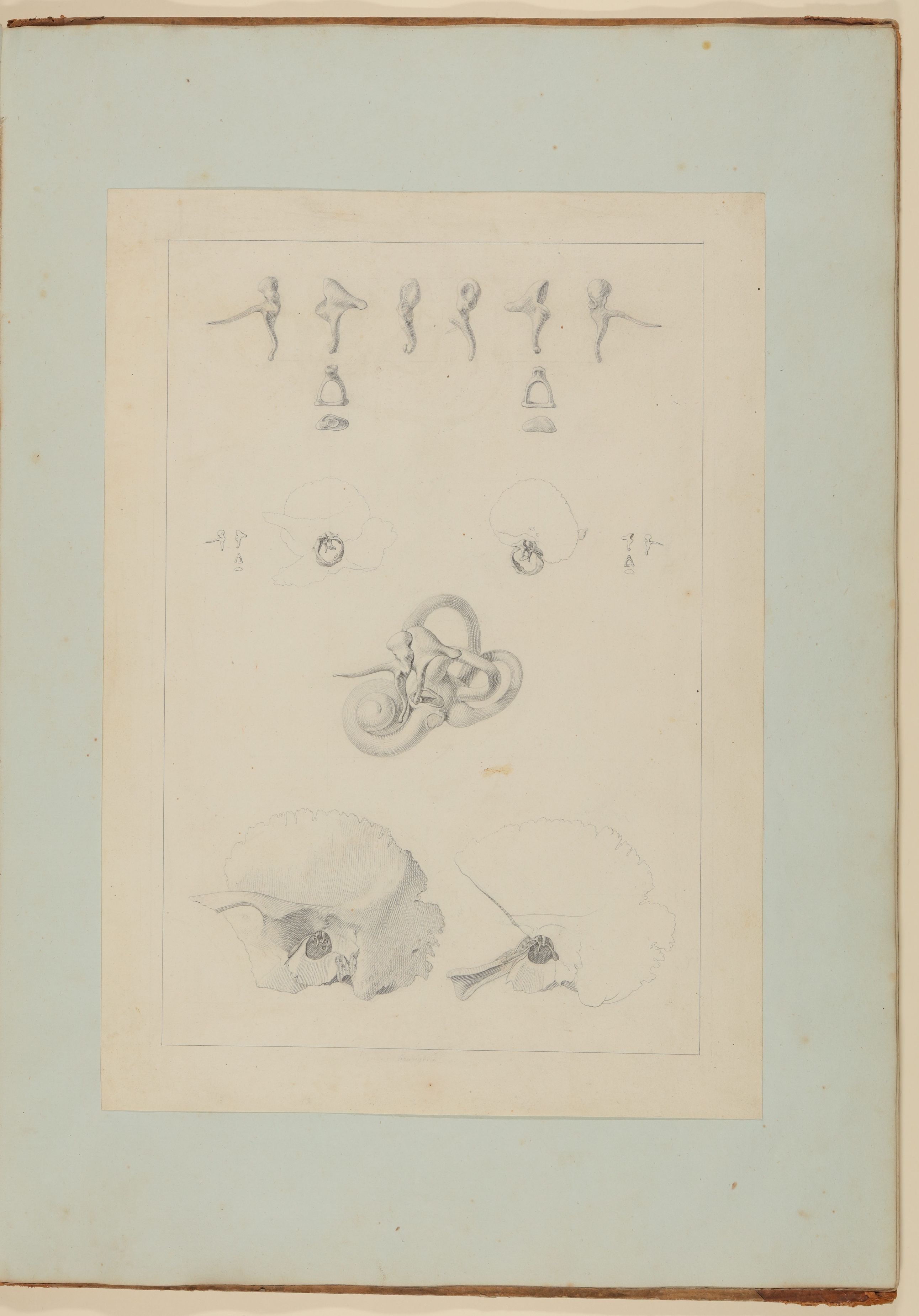 Christian Koeck, Bestandteile des menschlichen Hörorganes, darunter Labyrinth, Schläfenbein, Hammer, Amboss, Steigbügel [Vorzeichnung zu Samuel Thomas Soemmerring, Abbildungen des menschlichen Hörorganes, Frankfurt am Main 1806, Tafel II ("schattierte" Darstellung)]