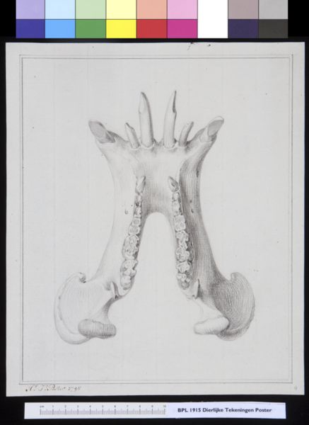 Poster, H.J, (active, Animals: unidentified animal, skull