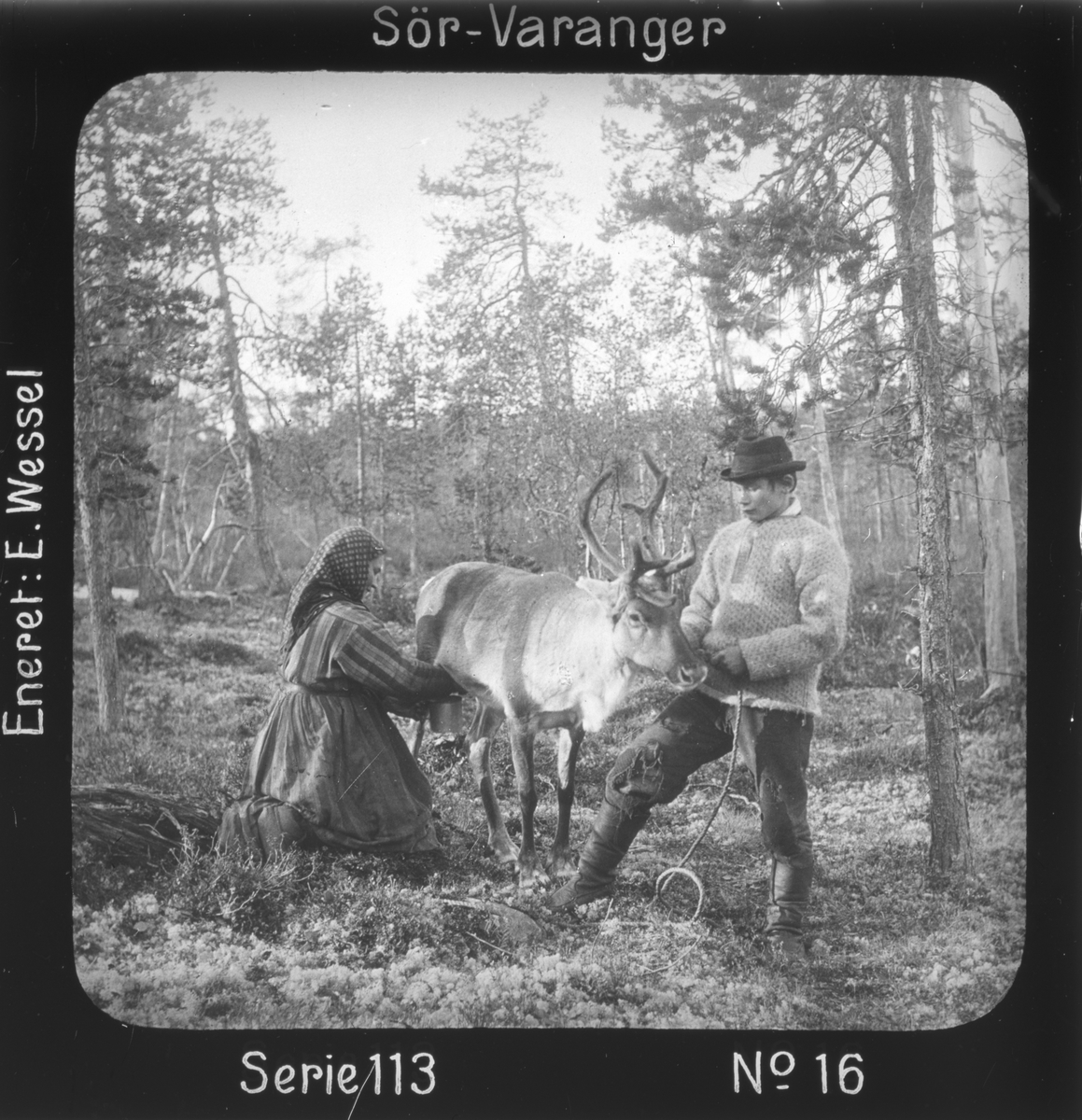 Ellisif Rannveig Wessel, Melking av reinsdyr i skogen, Mutkavarre (Eidfjell), Sør- Varanger, Finnmark, før 1900. Kvinnen er enaresamen Marit, Hendo-Antis datter, gutten er kven fra Sør-Varanger. Motivet har nr.16 i lysbildeforedraget kalt "I lappernes land - Sør-Varanger", utgitt i Nerliens Lysbilledserier, serie nr 113.