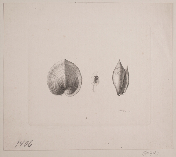 Vilhelm Kyhn, To konkylier og en flue