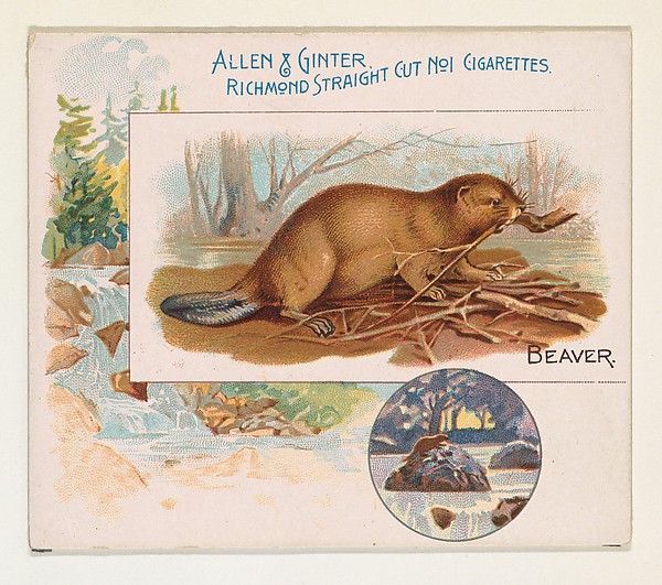 Allen & Ginter, Beaver, from Quadrupeds series (N41) for Allen & Ginter Cigarettes
