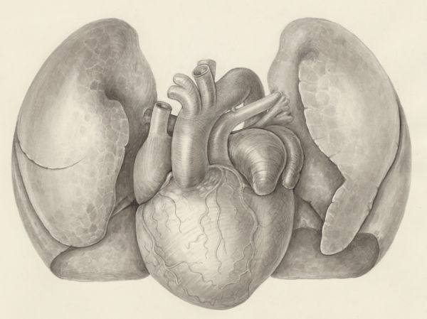 H.G Wetselaar, Heart and adjacent organs