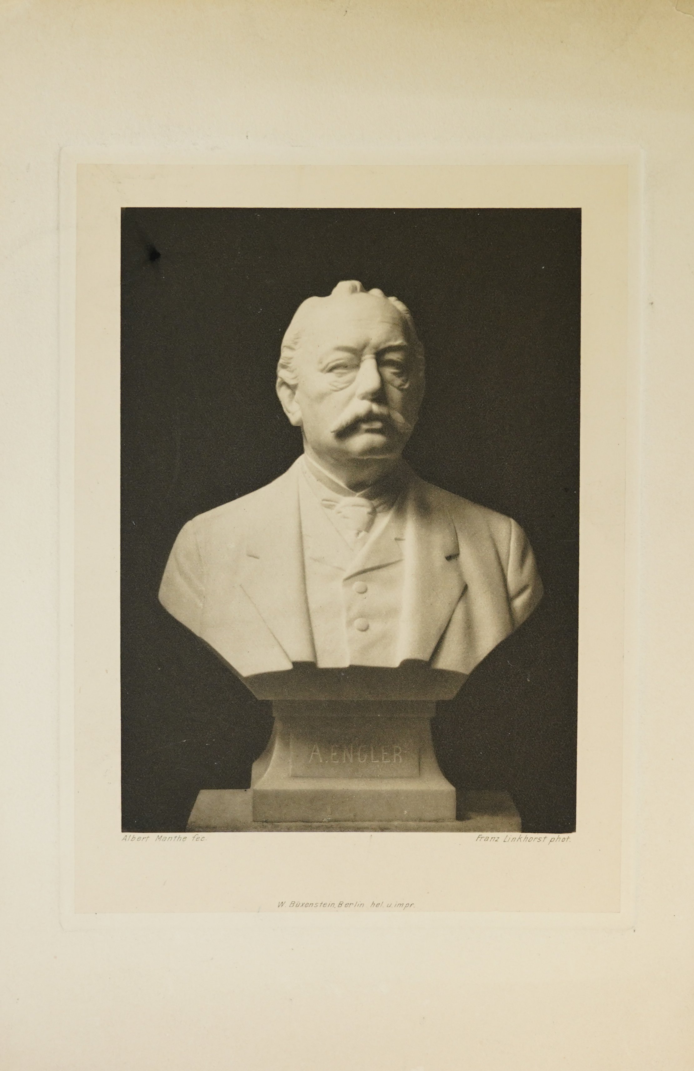 Adolf Engler, Heliogravüre des Fotos der Büste von Adolf Engler