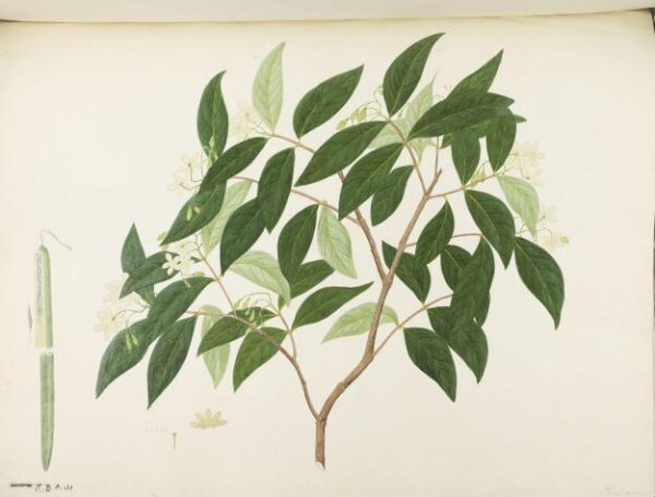 unknown, Flowers and Fruits