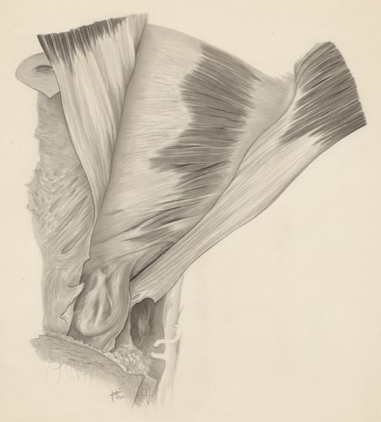 J Tinkelenberg, Tissue of the inguinal