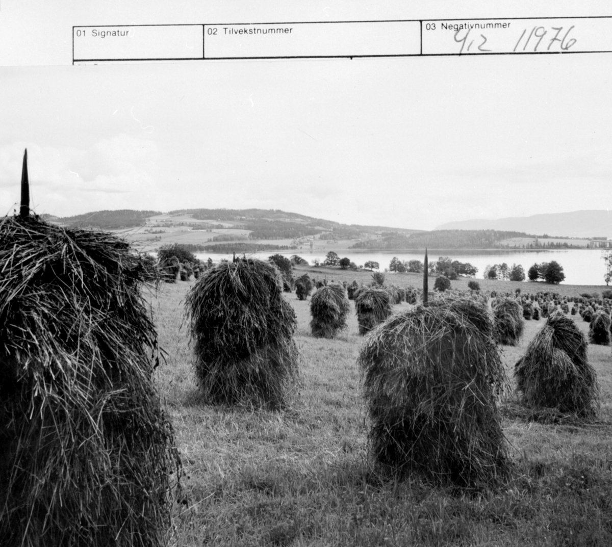 Anno Domkirkeodden, Kornsneis dratt på staur for tørk på Hoelsjordet, Hoel gård, Nes, Hedmark. Mjøsa og Helgøya i bakgrunnen.