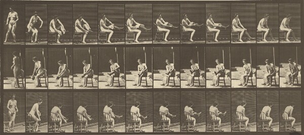 Eadweard J. Muybridge, Animal Locomotion